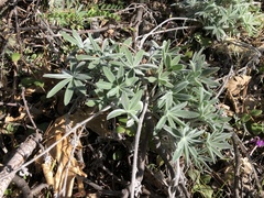 Lupinus leucophyllus