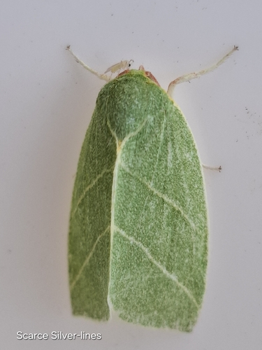 Scarce Silver-lines