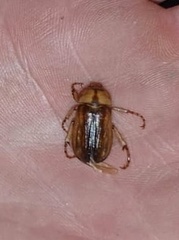 Rhizotrogus aestivus