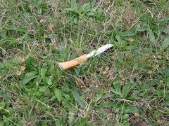 Mycena olivaceomarginata