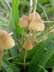 Mycena olivaceomarginata