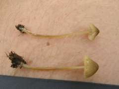 Mycena olivaceomarginata