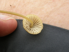 Mycena olivaceomarginata