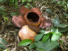 (c) Barry Stewart, some rights reserved (CC BY) Rafflesia keithii, photograph (c) Barry Stewart, some rights reserved (CC BY)