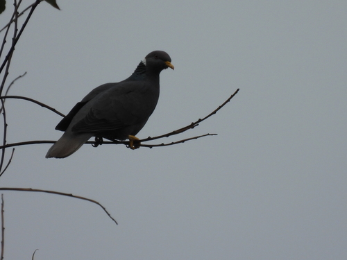 Band-tailed Pigeon