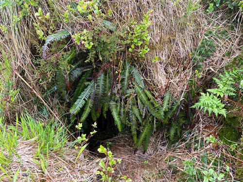 deer fern