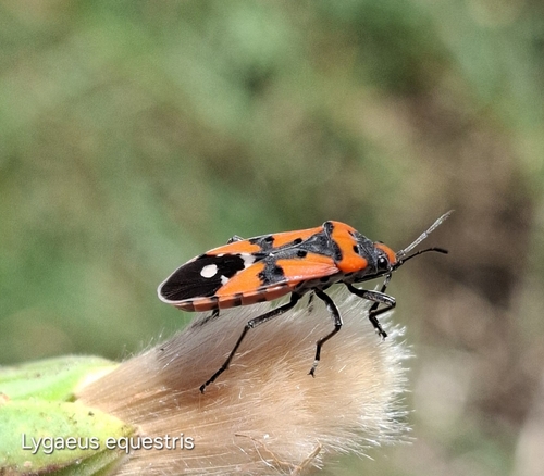 Black-and-Red Bug