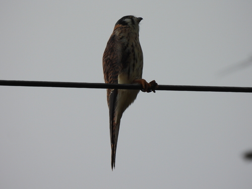 American Kestrel