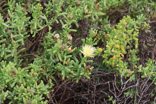 Mesembryanthemum splendens