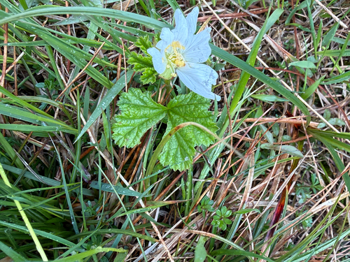 cloudberry