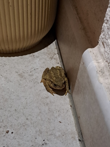 Spiny Toad
