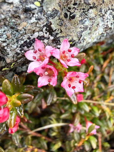 alpine azalea