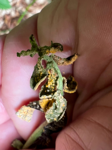 Endophyllum euphorbiae-sylvaticae, 2026-06-08