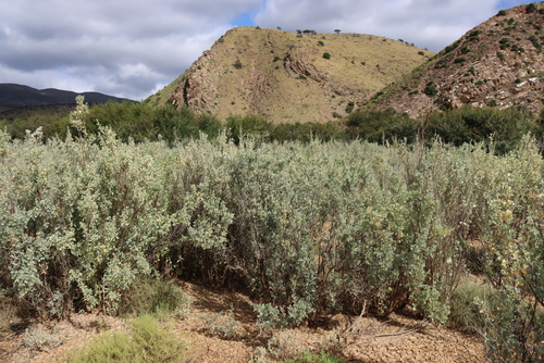 Atriplex nummularia, photograph 6