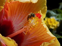 Apis mellifera
