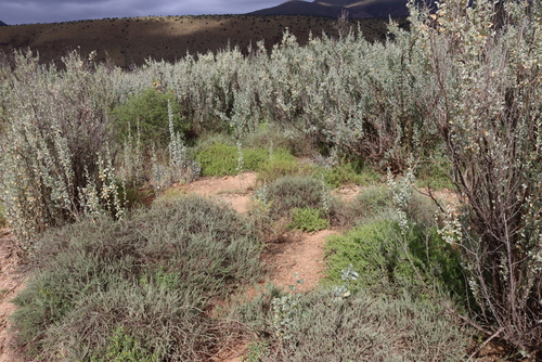 Atriplex nummularia, photograph 5
