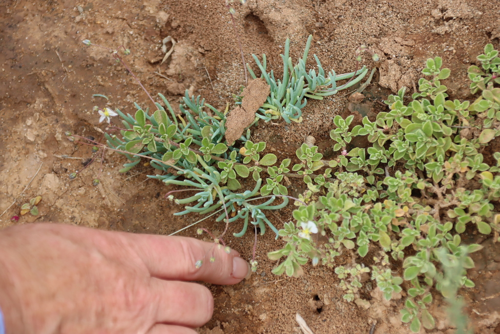 Kewa salsoloides; photograph (c) Tony Rebelo, some rights reserved (CC BY-SA)