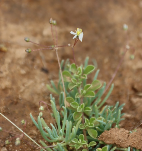 Kewa salsoloides, photograph 2