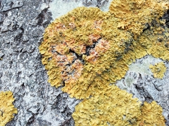 Xanthoria parietina