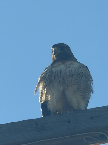 iNaturalist observation photo of Red-tailed Hawk