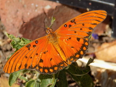 Dione vanillae