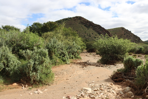 Atriplex nummularia, photograph 4