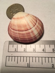 Semele rubropicta
