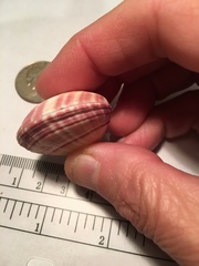 Semele rubropicta