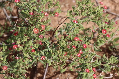 Delosperma testaceum, photograph (c) Tony Rebelo, some rights reserved (CC BY-SA)