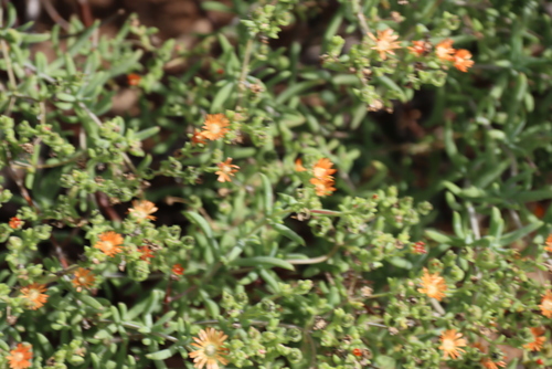 Delosperma testaceum, photograph 5