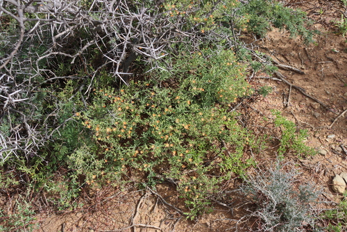 Delosperma testaceum, photograph 4
