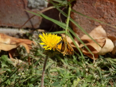 Hylephila phyleus