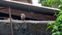 Argya affinis