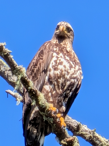 Bald Eagle