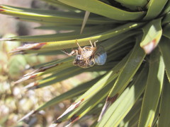 Clidophleps