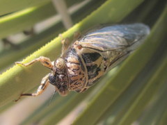 Clidophleps