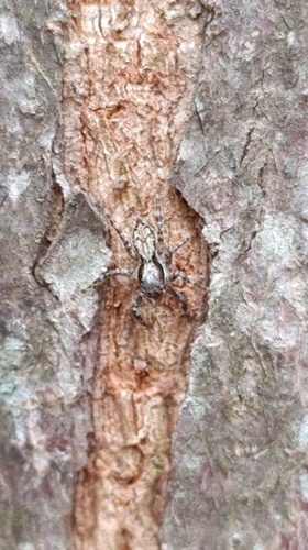 Gray Wall Jumping Spider