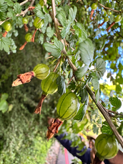 Ribes formosanum, photograph (c) Jaw-Jian La, some rights reserved (CC BY)