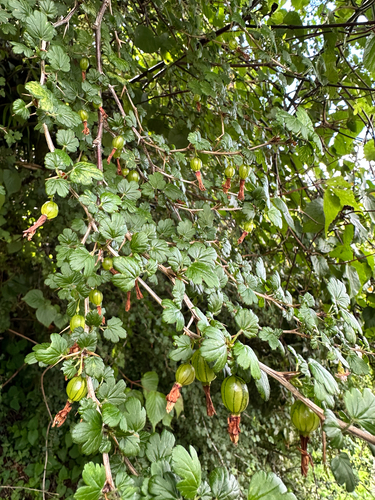 Ribes formosanum, photograph 3