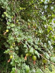 Ribes formosanum, photograph (c) Jaw-Jian La, some rights reserved (CC BY)