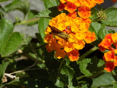 Hylephila phyleus