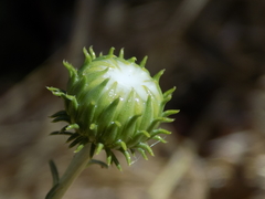 Grindelia stricta angustifolia