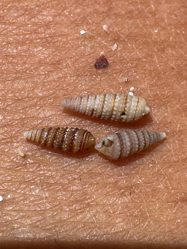 Mastonia cingulifera observed 2026-06-07