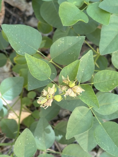 iNaturalist observation photo of forest scurfpea