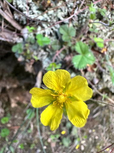 Potentilla matsumurae, photograph 3