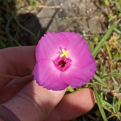 Clarkia gracilis