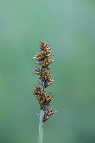 False Fox-sedge
