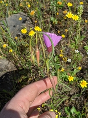 Clarkia gracilis