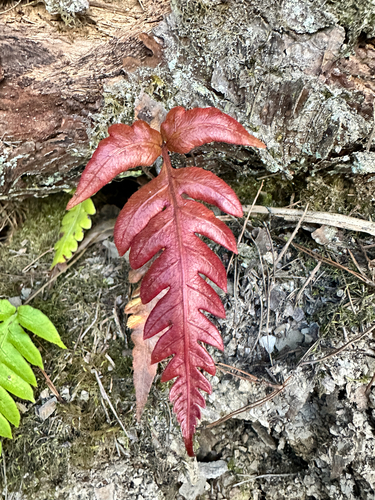 Woodwardia unigemmata, photograph 5