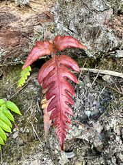 Woodwardia unigemmata, photograph (c) Jaw-Jian La, some rights reserved (CC BY)